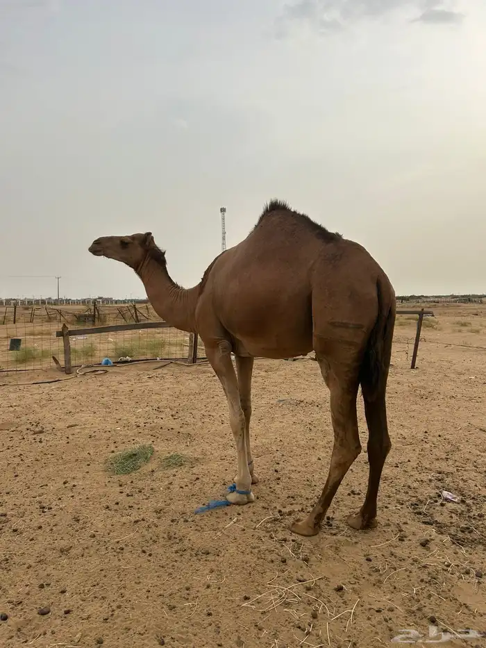 ماشالله تبارك الله بكره كفو على جميع شروط لون احمراء 1