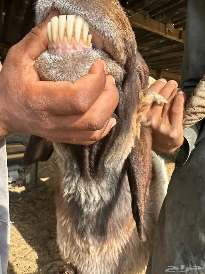 فحل نعيمي 0