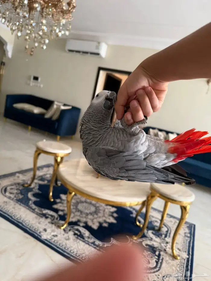 ببغاء كاسكو متكلم للبيع 0