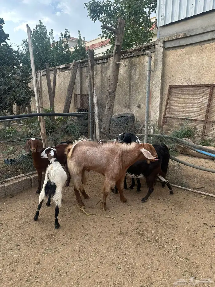 ماعز سوري 7