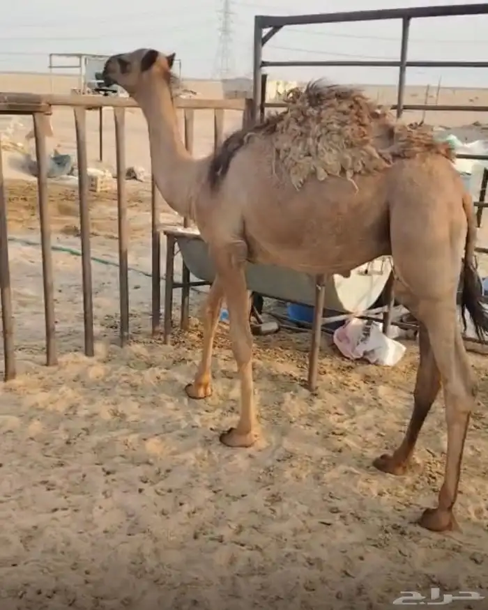 للبيع قعدان قصب 2