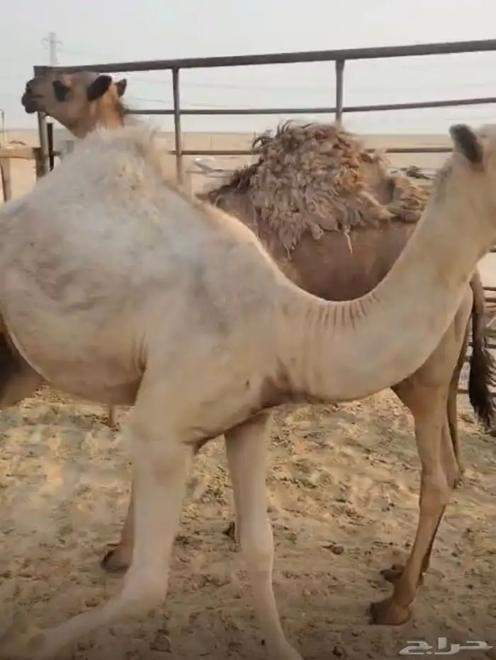 للبيع قعدان قصب 3