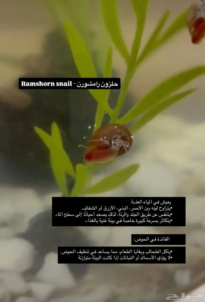 3 أنواع حلزون المائي 1