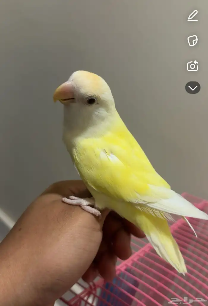 انثى  روز منتجه شرط عمرها سنه 0