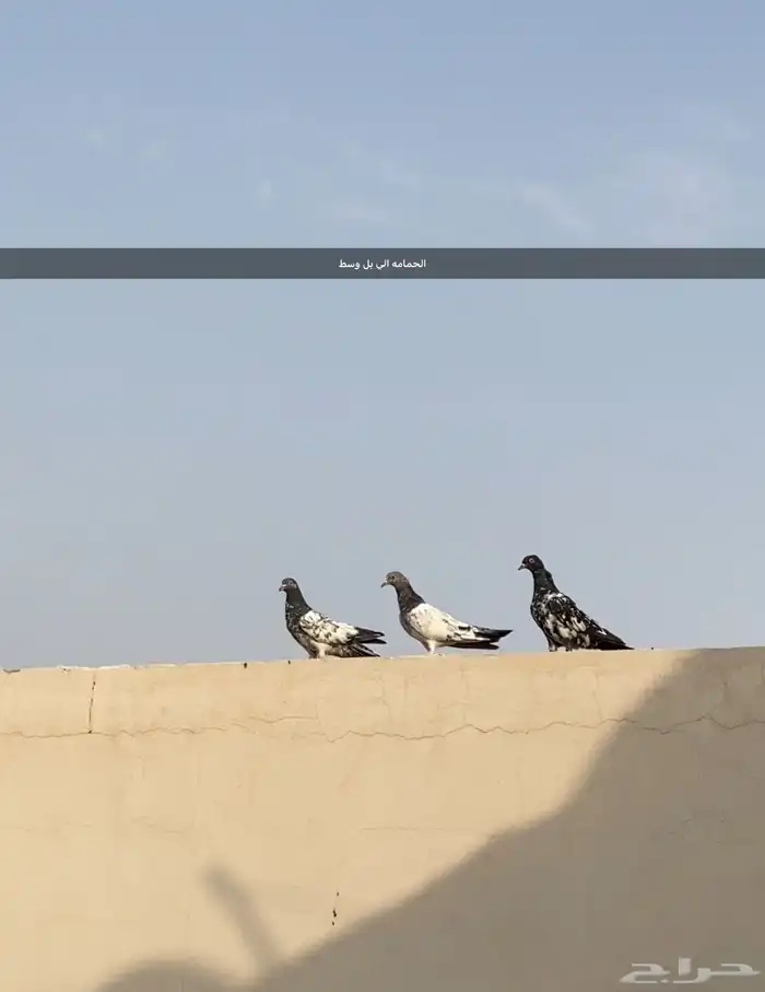 حمام باكستاني 1