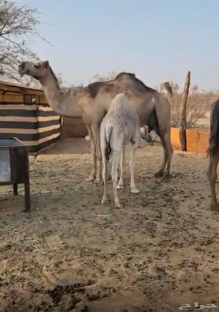 خلفه كفو 5