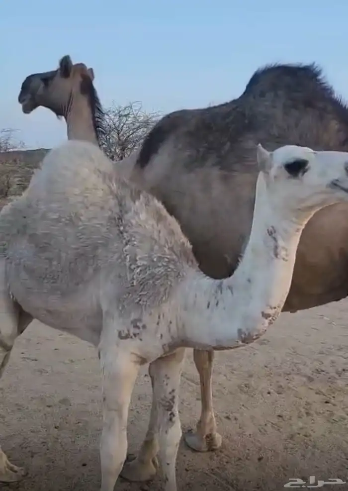 خلفه كفو 2