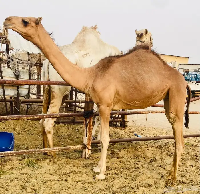 هجن فطيم صعبه جاهزه لي الربط 1