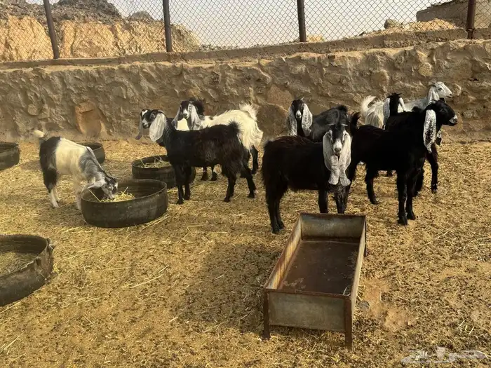 غنم للبيع 0