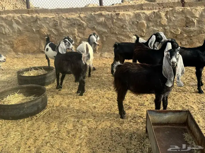 غنم للبيع 2