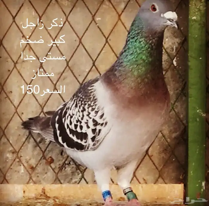 حمام زاجل سباق 0