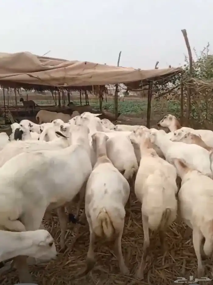 ضان رفيدي 0