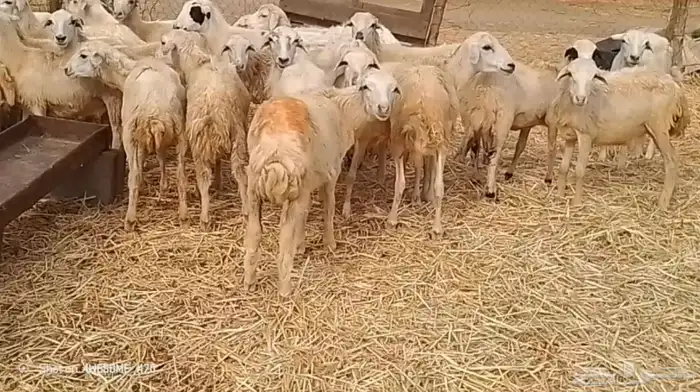 رخال مهجن حري من 600 ريال 3