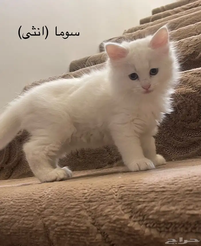 قطط للبيع 5