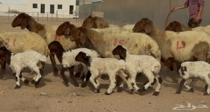 غنم نعيم دبس متابيع 9 معها 9 10
