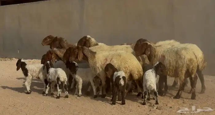 غنم نعيم دبس متابيع 9 معها 9 6