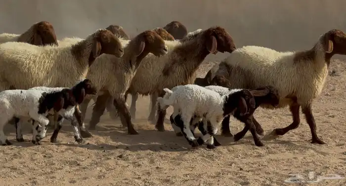 غنم نعيم دبس متابيع 9 معها 9 5