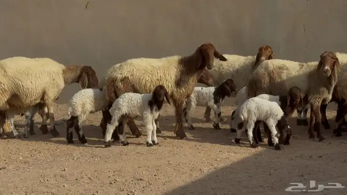 غنم نعيم دبس متابيع 9 معها 9 11