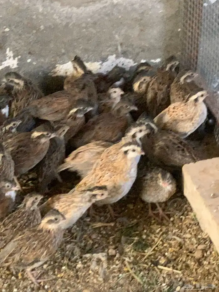 سمان بوب وايت 2