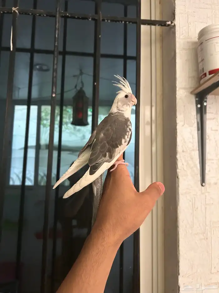 ذكر كراون اليف و هدد 4
