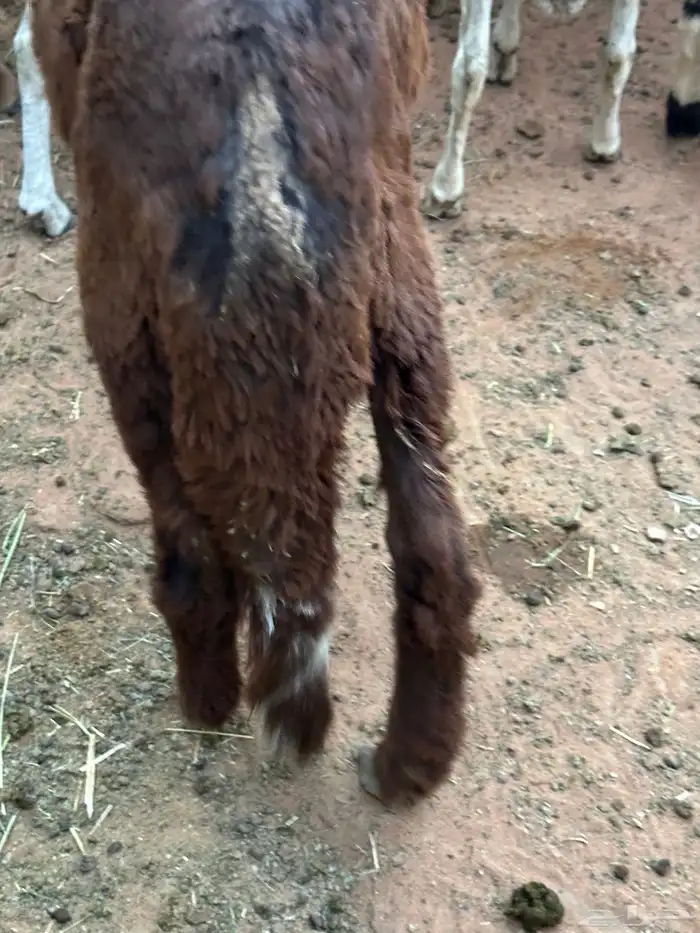 طليان برابر مرابي طب وتخير 46