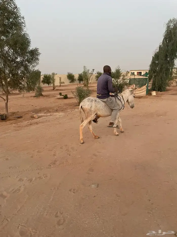 للبيع حمار مرياع شرط 0