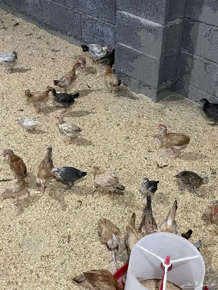 للبيع صيصان بلدي عمر شهر ونص 3