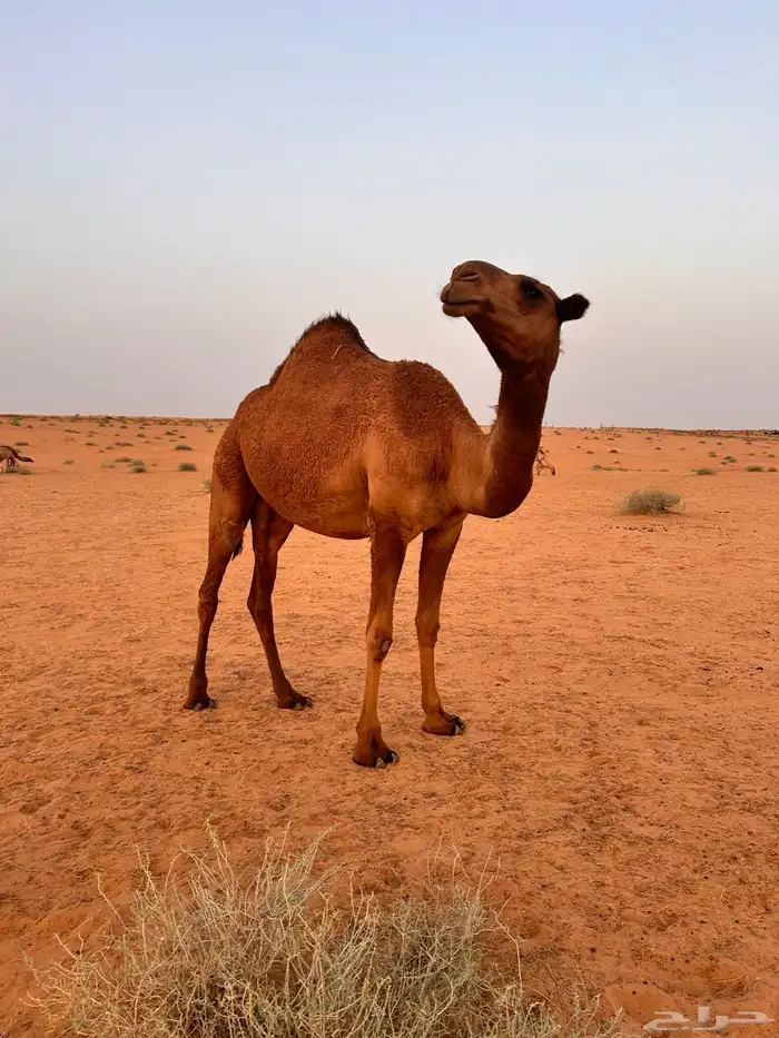 ثلاث ونص 1
