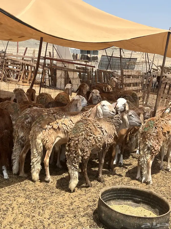 سواكني مرابي للمناسبات 2