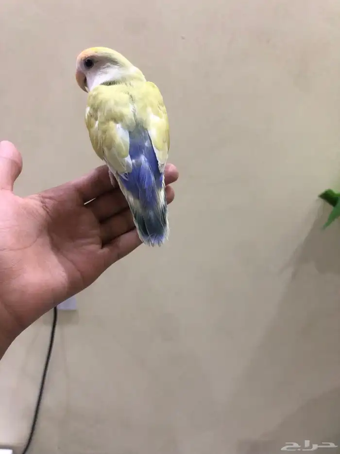 روز اليف جناح مقصوص 1