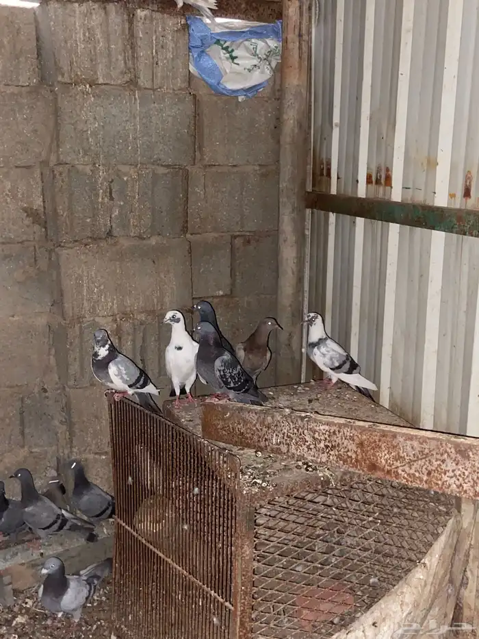 عشة حمام خليط هندي وزاجل مطير شرط للصاقره 0