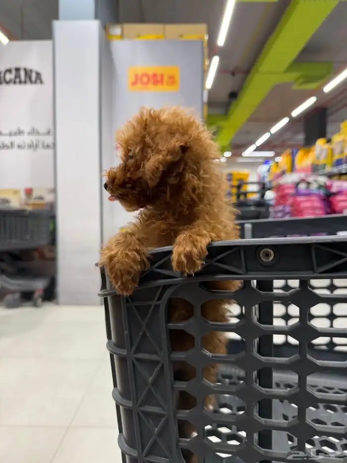 كلاب بودل تي كب ب اسعار مميزة 4