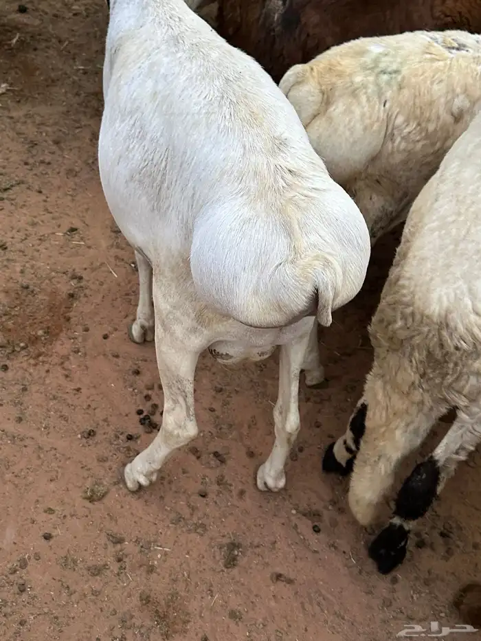 سواكن وبرابر طب وتخير 33