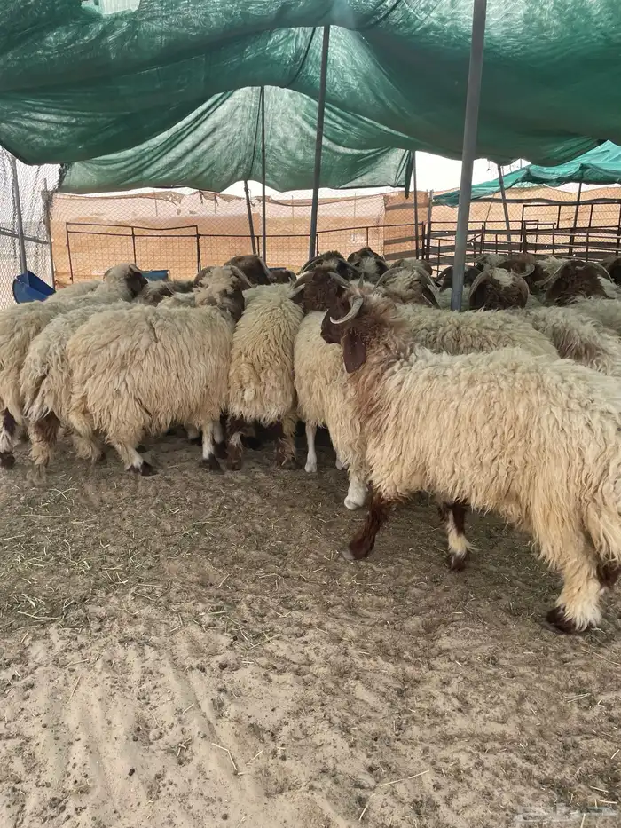 خرفان بلدي فاخر 1