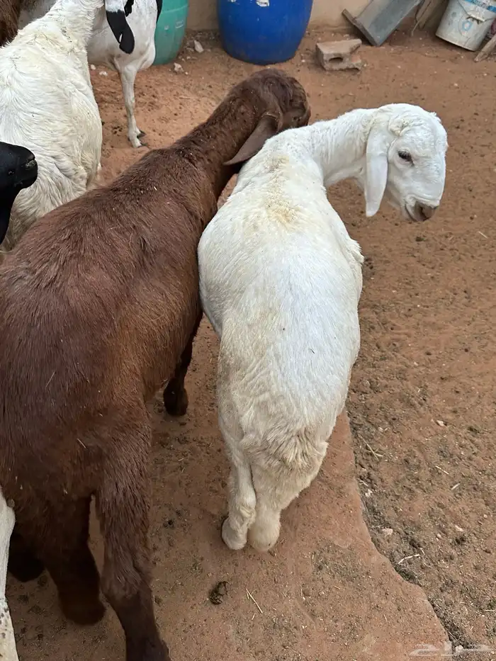 طليان برابر مرابي طب وتخير 57