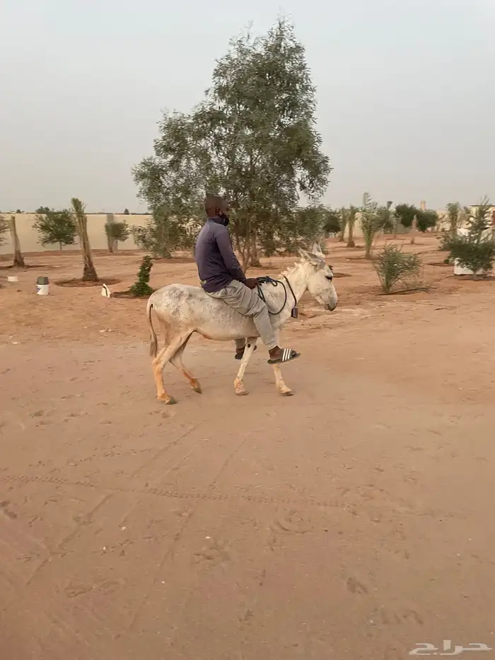 للبيع حمار مرياع شرط 1