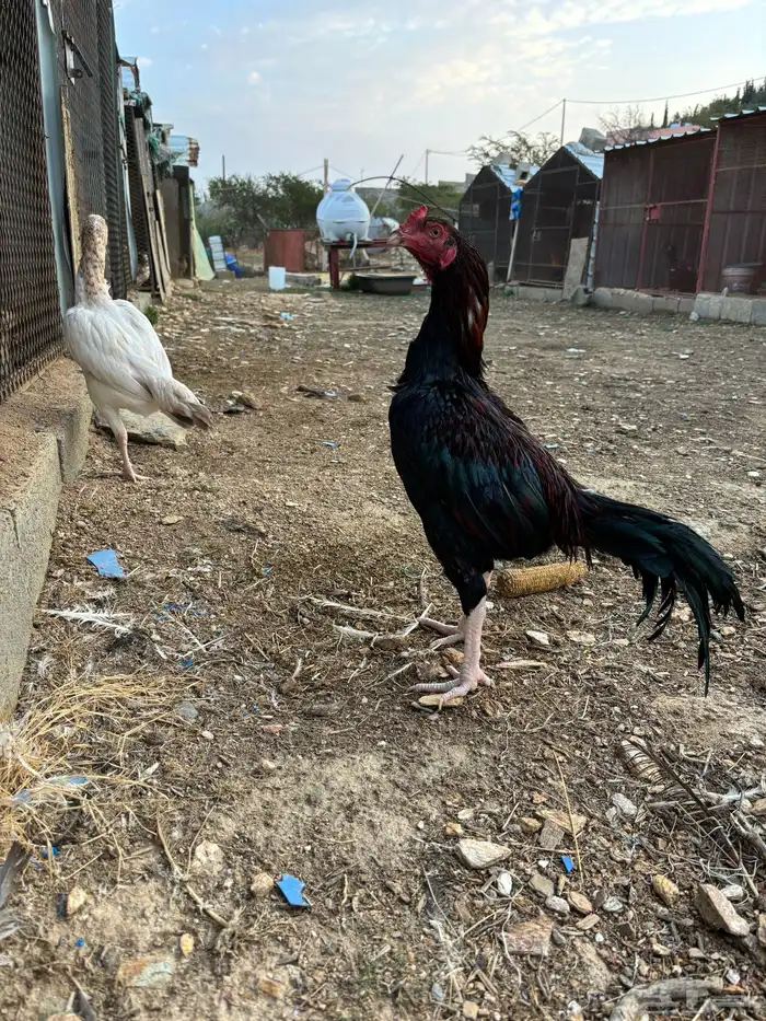 دجاج باكستاني 2