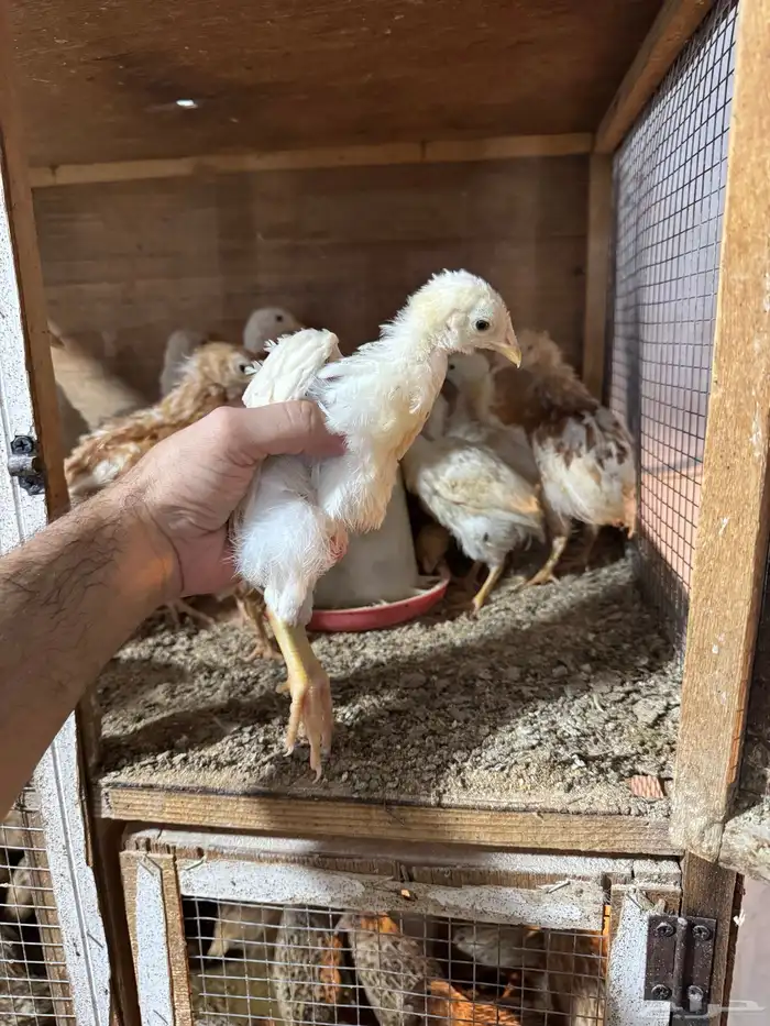 صيصان (لوهمان براون الماني بيور  سمان فر فري مريعي ) 3