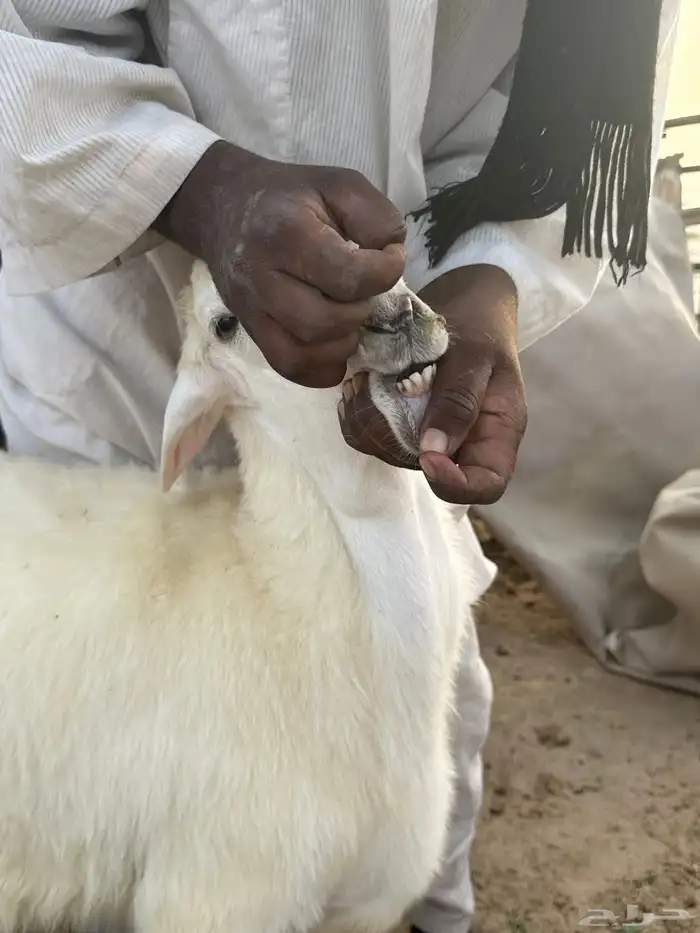 هرافى طليان العدد 2 تم البيع 0