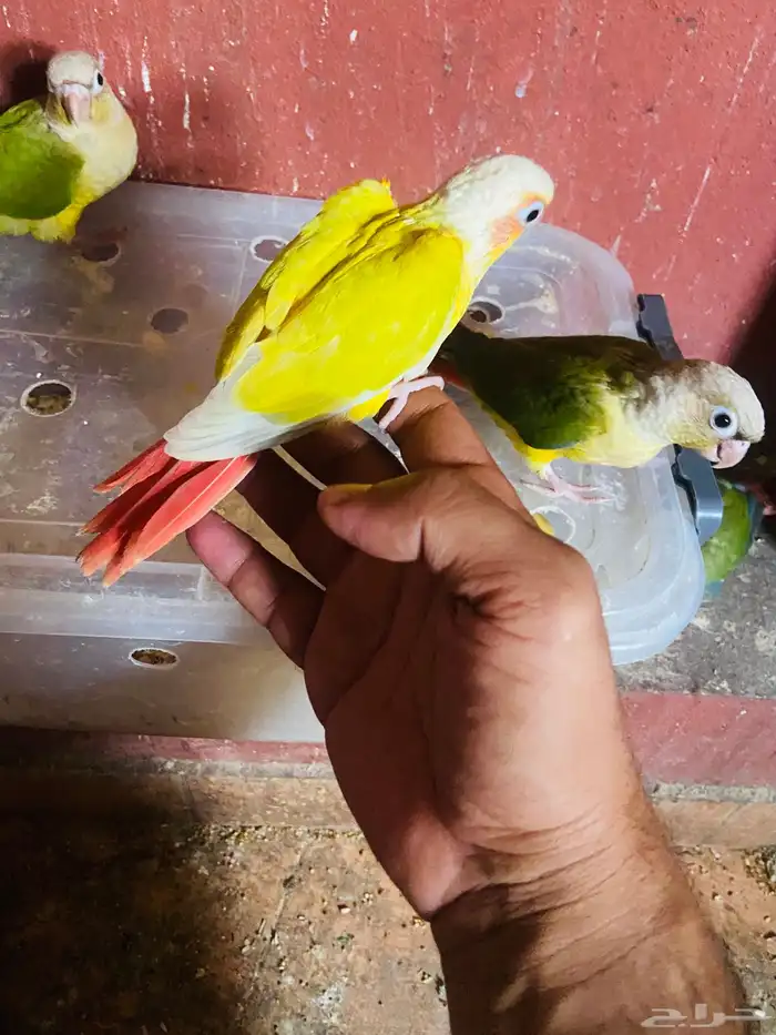 كنيور روز بادجي يلجرشي 12