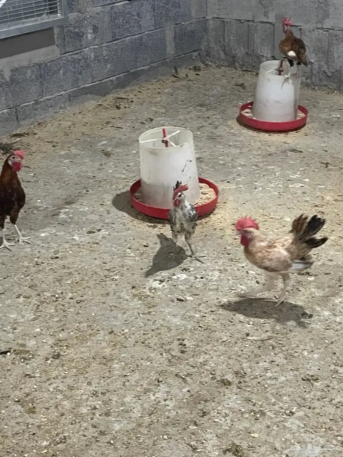 للبيع ديوك بلدي عمر خمسه شهور 3
