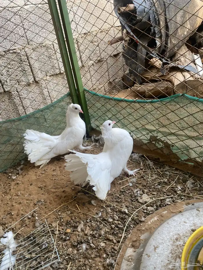 زوجين للبيع 1
