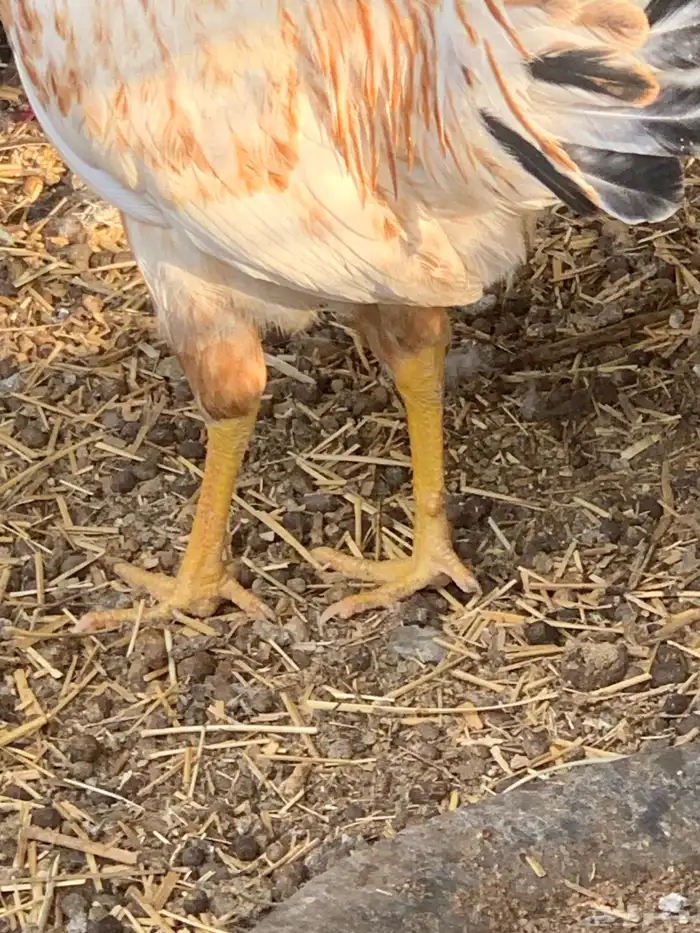 ديك بلدي كفو 3