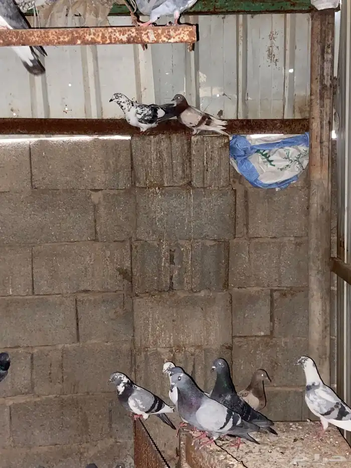 عشة حمام خليط هندي وزاجل مطير شرط للصاقره 2