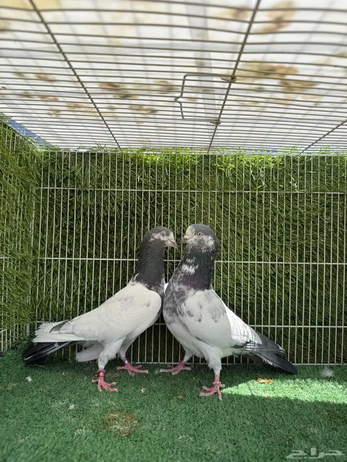 حمام باكستاني اجواز طبات 1