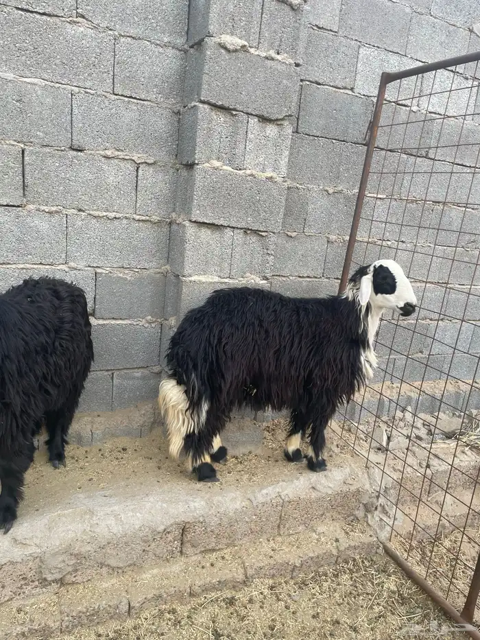 طليان نجديه 1
