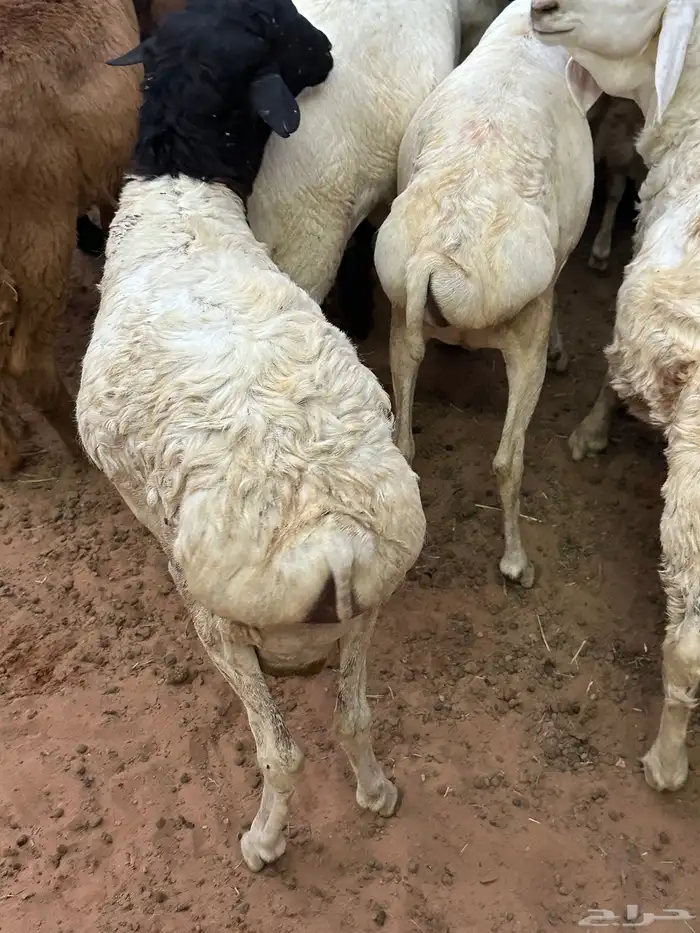 طليان برابر مرابي طب وتخير 32