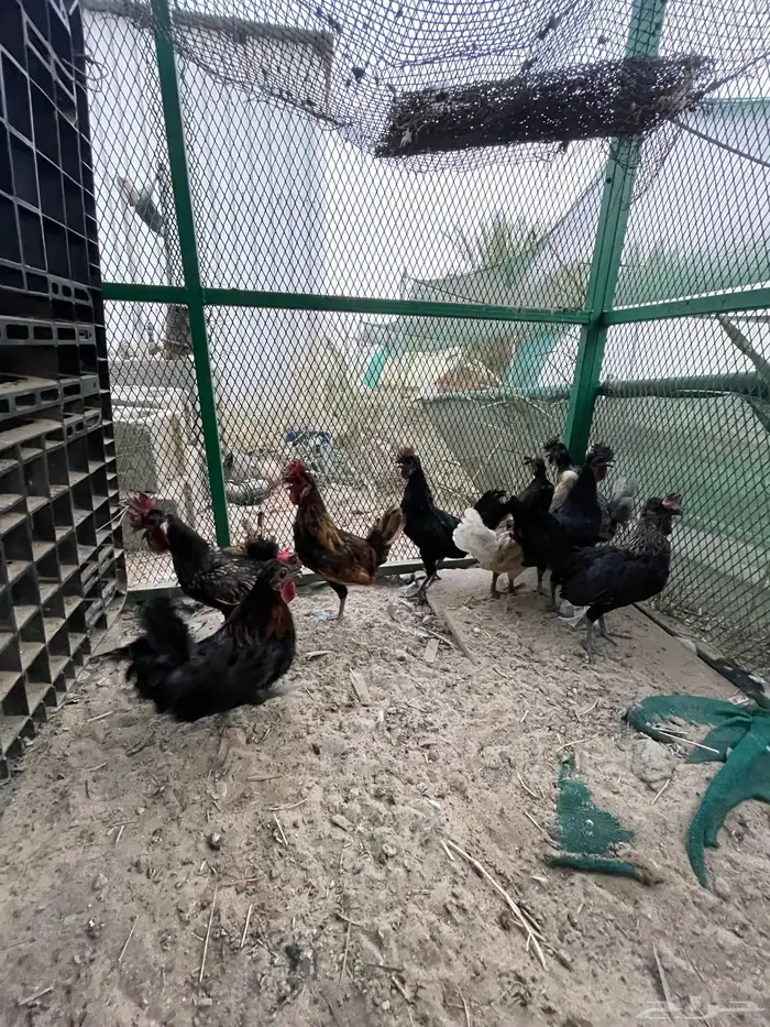 دجاج للبيع 0