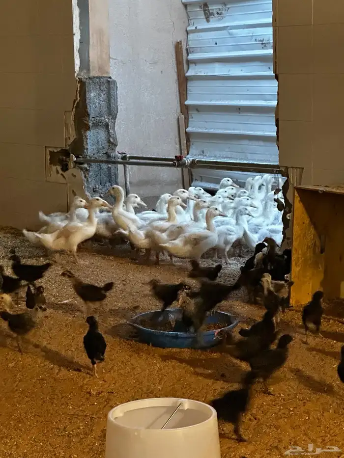 بط بكين صوص دجاج فيومي وبلدي 0