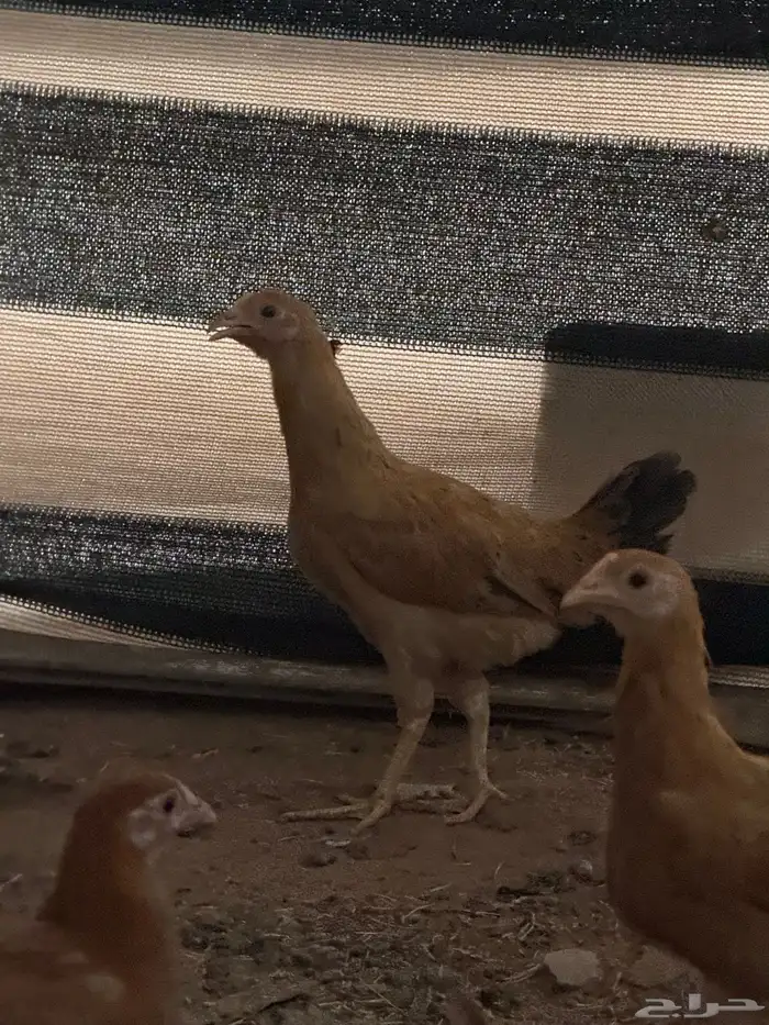 دجاج بلدي 2